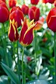 TULIPA QUEEN OF SHEBA