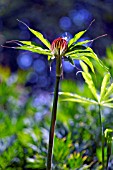 ARISAEMA CONSANGUINEUM