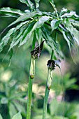 ARISAEMA CONSANGUINEUM