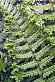 DRYOPTERIS AFFINIS CRISTATA THE KING (GOLDEN SHIELD FERN)