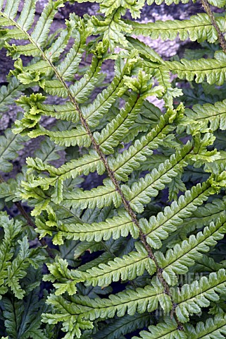 DRYOPTERIS_AFFINIS_CRISTATA_THE_KING_GOLDEN_SHIELD_FERN