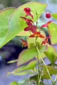 EPIMEDIUM X WARLEYENSE