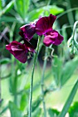 LATHYRUS ODORATUS MIDNIGHT