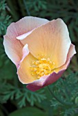 ESCHSCHOLZIA CALIFORNICA (CALIFORNIAN POPPY)