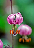 LILIUM TURKSCAP