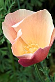 ESCHSCHOLZIA CALIFORNICA (CALIFORNIAN POPPY)