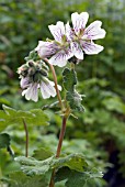 GERANIUM RENARDII