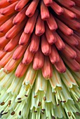 KNIPHOFIA ATLANTA,  RED HOT POKER