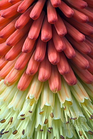 KNIPHOFIA_ATLANTA__RED_HOT_POKER