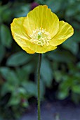 MECONOPSIS CAMBRICA,  WELSH POPPY