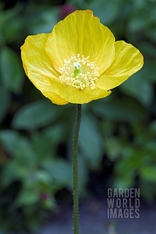 MECONOPSIS_CAMBRICA__WELSH_POPPY