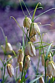 FRITILLARIA THUNBERGII