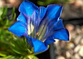 GENTIANA BERRYBANK SKY