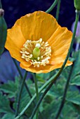 MECONOPSIS CAMBRICA,  WELSH POPPY