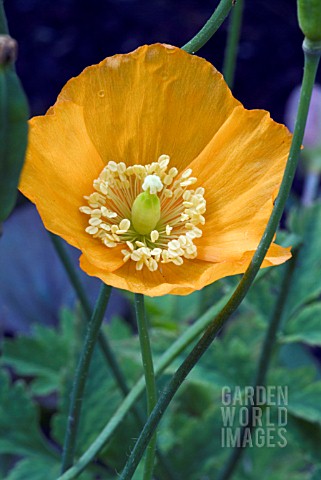 MECONOPSIS_CAMBRICA__WELSH_POPPY