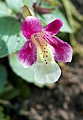 MIMULUS NAIANDINUS ANDEAN NYMPH