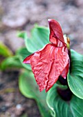 ROSCOEA PURPUREA RUBRA RED GURKHA