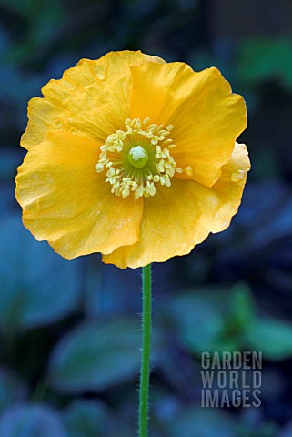 MECONOPSIS_CAMBRICA__WELSH_POPPY