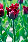 TULIPA RONALDO