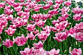 TULIPA FANCY FRILLS