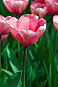 TULIPA PINK IMPRESSION