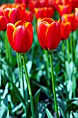 TULIPA WORLDS FAVOURITE