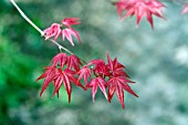 ACER PALAMTUM CHISHIO IMPROVED, SHISHIO IMPROVED