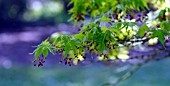 ACER PALMATUM ROSEUM