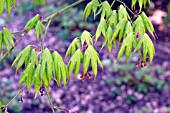 ACER PALMATUM TATSUTA