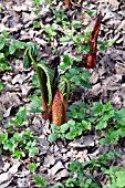 ARISAEMA ELEPHAS