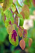 CERCIDIPHYLLUM JAPONICUM PENDULUM