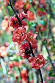 CHAENOMELES SPECIOSA ORANGE DELIGHT