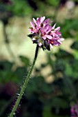 PELARGONIUM CAPITATUM,  (ROSE SCENTED GERANIUM)