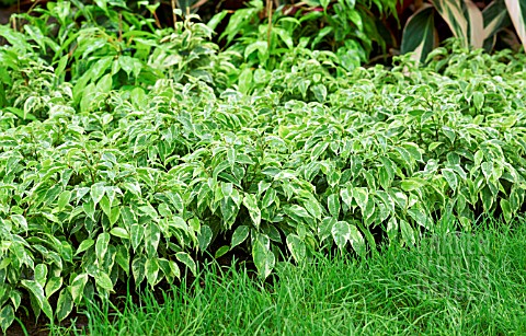 FICUS_BENJAMINA_VARIEGATA