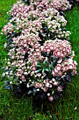 KALMIA LATIFOLIA MINUET