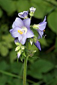 POLEMONIUM CAERULEUM,  JACOBS LADDER