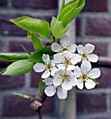 PYRUS COMMUNIS ZOETE BREDERODE