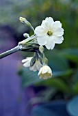 PRIMULA ALPICOLA,  ALBA