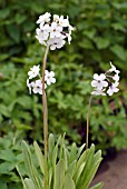 PRIMULA CHIONANTHA