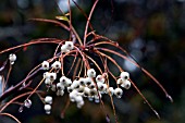 SORBUS EBURNEA