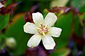 TRICYRTIS OHSUMIENSIS