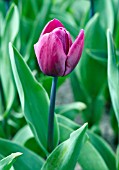 TULIPA BLUE RIBBON