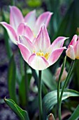 TULIPA DUC VAN TOL ROSE