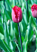 TULIPA GEFRANJERD RED HAT