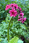 PRIMULA JAPONICA,  MILLERS CRIMSON