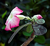 ADENIUM OBESUM