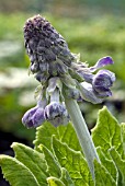 PRIMULA NUTANS