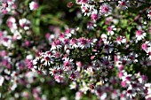 ASTER LATERIFLORUS HORIZONTALIS