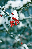 BERBERIS THUNBERGII