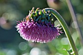 CIRSIUM PURPURATUM